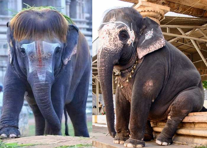 tamilnadu-temple-elephant