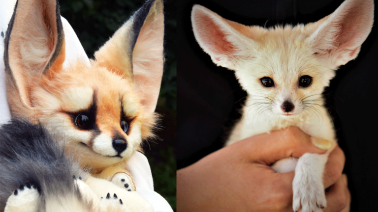 fennec-fox