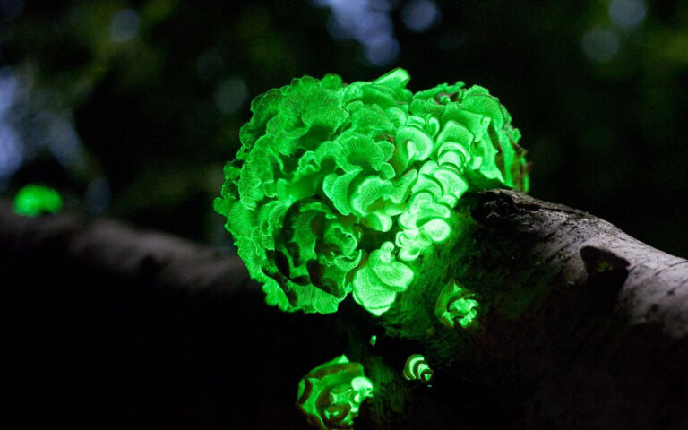 Glowing Fungus