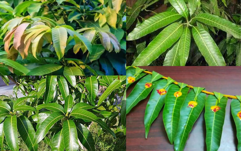 Mango leaf