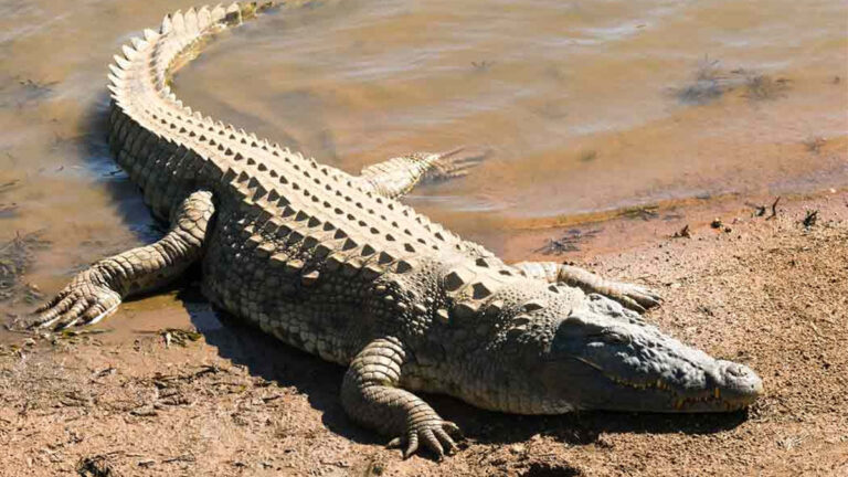 Crocodile