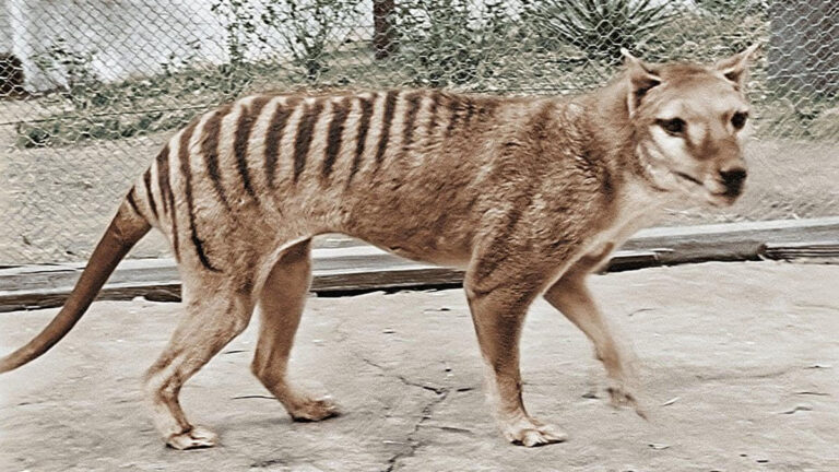 Tasmanian Tiger