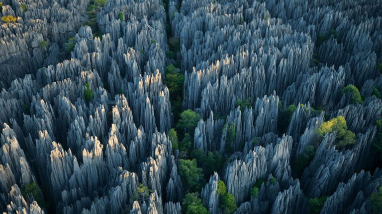 stone forest