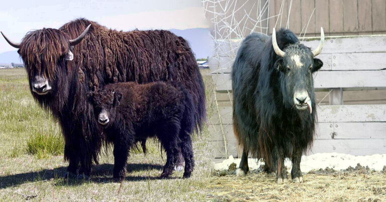 Yak